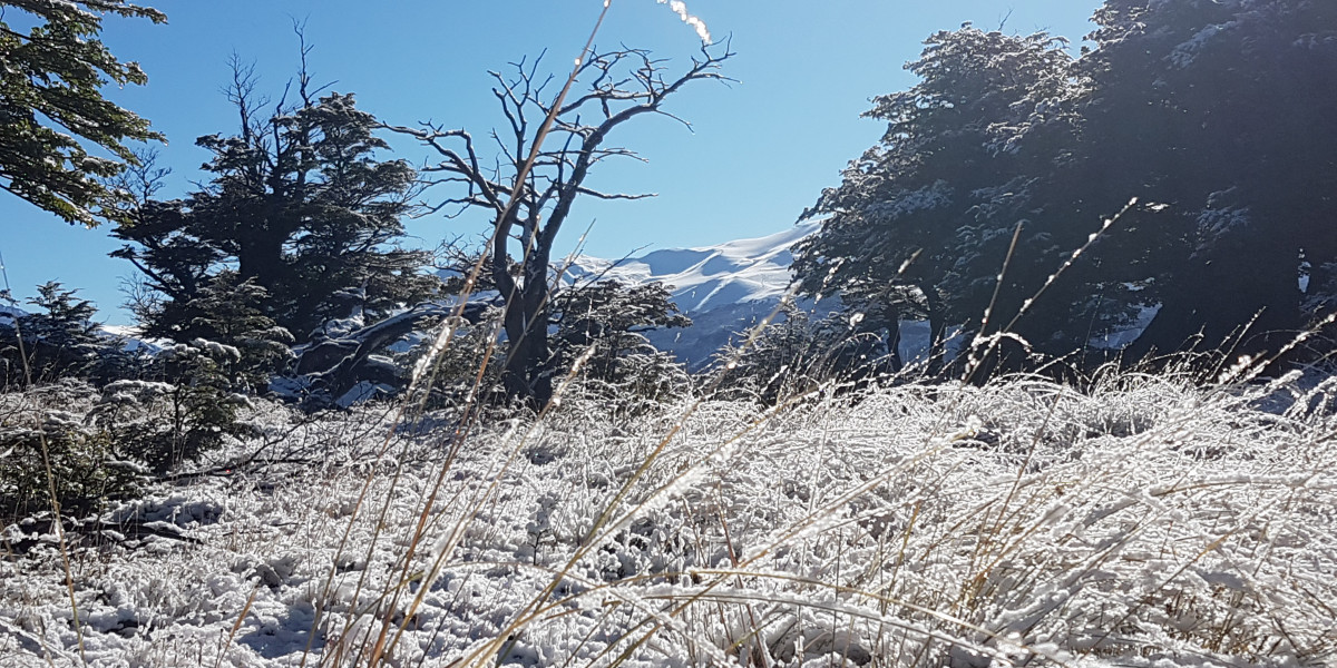 Icy crystals clinging to the grass