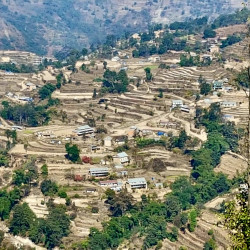 View over the paddy fields