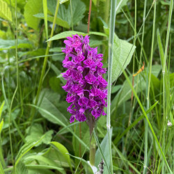 Wild Orchid